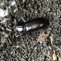 Aulacocyclus edentulus (Passalid beetle) at Bruce, ACT - 27 Jul 2021 by MattFox