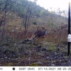 Macropus giganteus (Eastern Grey Kangaroo) at Chapman, ACT - 13 Jul 2021 by alexnewman