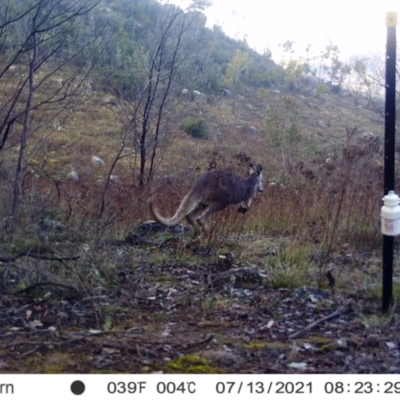 Macropus giganteus (Eastern Grey Kangaroo) at Chapman, ACT - 13 Jul 2021 by alexnewman