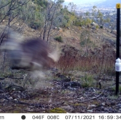 Macropus giganteus at Chapman, ACT - 13 Jul 2021