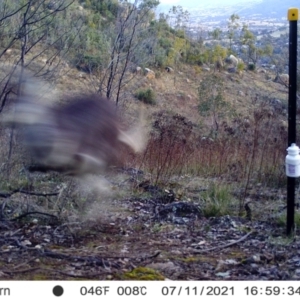 Macropus giganteus at Chapman, ACT - 13 Jul 2021 08:23 AM