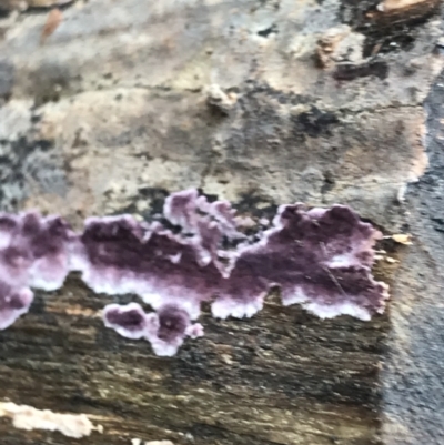 Phlebiopsis crassa (A corticioid or paint fungi) at Bruce Ridge to Gossan Hill - 27 Jul 2021 by MattFox