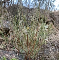 Indigofera adesmiifolia (Tick Indigo) at Coree, ACT - 26 Jul 2021 by Eland