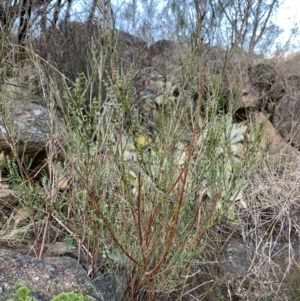 Indigofera adesmiifolia at Coree, ACT - 27 Jul 2021