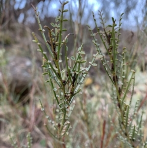 Indigofera adesmiifolia at Coree, ACT - 27 Jul 2021