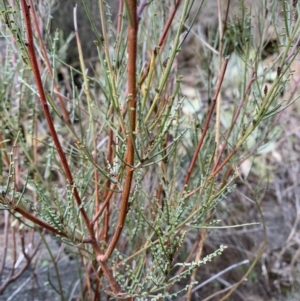 Indigofera adesmiifolia at Coree, ACT - 27 Jul 2021