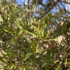 Muellerina bidwillii (Cypress-pine Mistletoe) at Strathnairn, ACT - 27 Jul 2021 by Eland