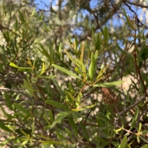 Muellerina bidwillii at Strathnairn, ACT - 27 Jul 2021 11:28 AM