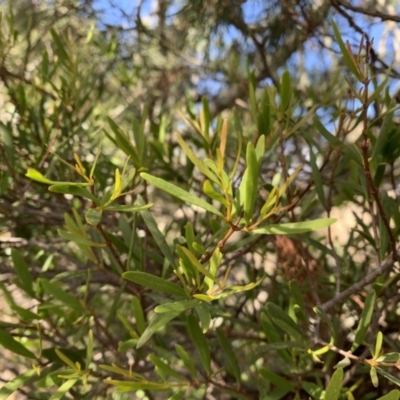 Muellerina bidwillii (Cypress-pine Mistletoe) at Strathnairn, ACT - 27 Jul 2021 by Eland