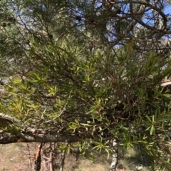 Muellerina bidwillii at Strathnairn, ACT - 27 Jul 2021 11:28 AM