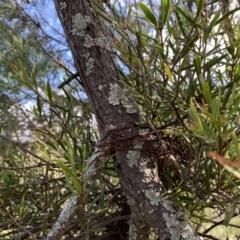 Muellerina bidwillii at Strathnairn, ACT - 27 Jul 2021 11:28 AM