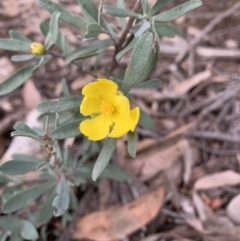 Hibbertia obtusifolia (Grey Guinea-flower) at Holt, ACT - 6 Jul 2021 by Eland