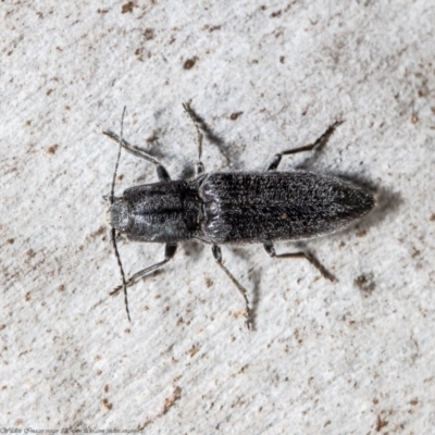 Crepidomenus fulgidus (Click beetle) at Bruce, ACT - 26 Jul 2021 by Roger