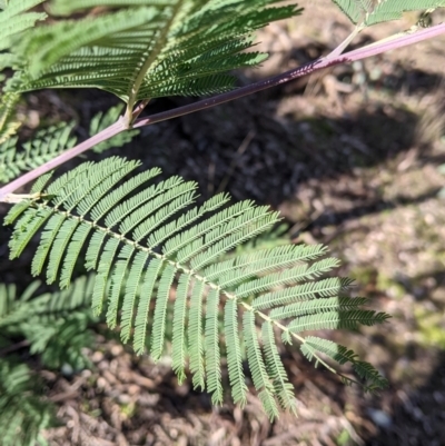 Acacia dealbata subsp. dealbata (Silver Wattle) at Table Top, NSW - 27 Jul 2021 by Darcy