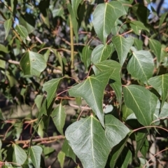 Brachychiton populneus (Kurrajong) at Table Top, NSW - 27 Jul 2021 by Darcy