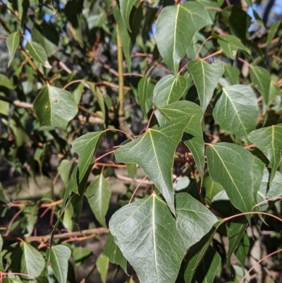 Brachychiton populneus (Kurrajong) at Table Top, NSW - 27 Jul 2021 by Darcy