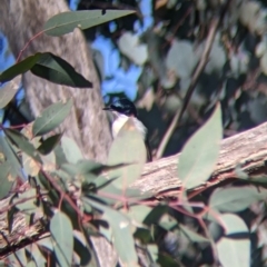 Myiagra inquieta (Restless Flycatcher) at Table Top, NSW - 27 Jul 2021 by Darcy