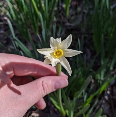 Narcissus jonquilla (Jonquil) at Table Top, NSW - 27 Jul 2021 by Darcy