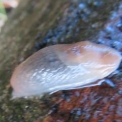 Deroceras laeve (Marsh Slug) at Mulligans Flat - 7 Jul 2021 by Christine