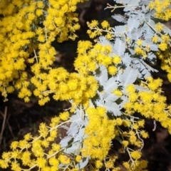 Acacia baileyana (Cootamundra Wattle, Golden Mimosa) at Table Top, NSW - 27 Jul 2021 by Darcy