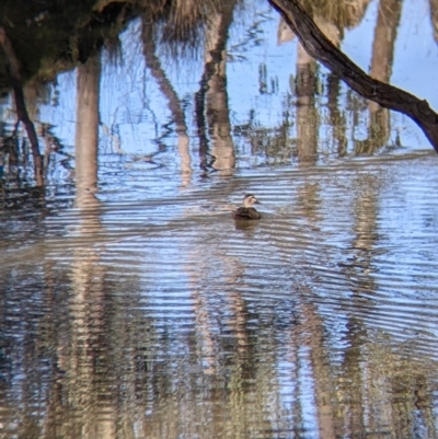 Anas superciliosa (Pacific Black Duck) at Table Top, NSW - 27 Jul 2021 by Darcy