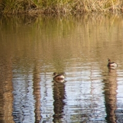 Tachybaptus novaehollandiae (Australasian Grebe) at Table Top, NSW - 27 Jul 2021 by Darcy