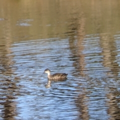 Anas gracilis (Grey Teal) at Table Top, NSW - 27 Jul 2021 by Darcy