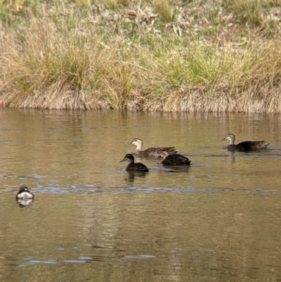 Anas superciliosa (Pacific Black Duck) at Table Top, NSW - 27 Jul 2021 by Darcy