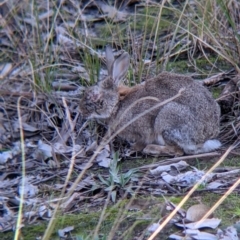 Oryctolagus cuniculus (European Rabbit) at Table Top, NSW - 27 Jul 2021 by Darcy