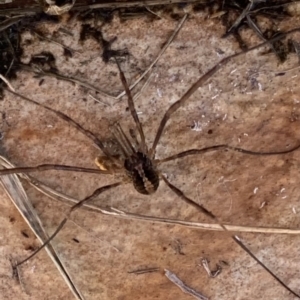 Opiliones (order) at Murrumbateman, NSW - 27 Jul 2021