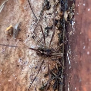 Opiliones (order) at Murrumbateman, NSW - 27 Jul 2021