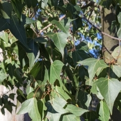 Brachychiton populneus (Kurrajong) at Table Top, NSW - 27 Jul 2021 by Darcy