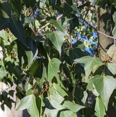 Brachychiton populneus (Kurrajong) at Table Top, NSW - 27 Jul 2021 by Darcy