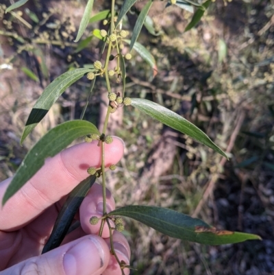 Acacia verniciflua (Varnish Wattle) at Table Top, NSW - 27 Jul 2021 by Darcy