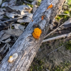 Tremella mesenterica (Witch's Butter or Yellow Brain) at Table Top, NSW - 27 Jul 2021 by Darcy