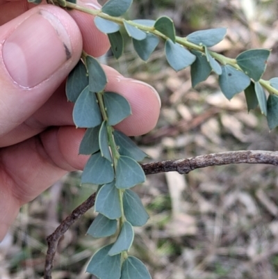 Acacia pravissima (Wedge-leaved Wattle, Ovens Wattle) at Table Top, NSW - 27 Jul 2021 by Darcy