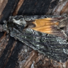 Neola semiaurata (Wattle Notodontid Moth) at Paddys River, ACT - 11 Nov 2018 by Bron