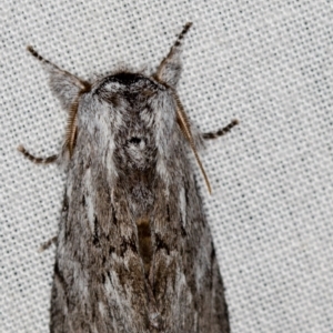 Destolmia lineata at Paddys River, ACT - 12 Nov 2018 10:30 AM