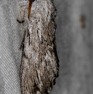 Destolmia lineata at Paddys River, ACT - 12 Nov 2018