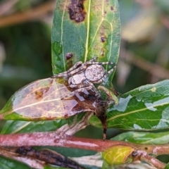 Araneinae (subfamily) (Orb weaver) at Hackett, ACT - 28 Jul 2021 by WalterEgo