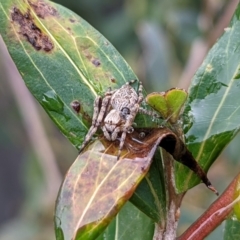 Araneinae (subfamily) at Hackett, ACT - 28 Jul 2021