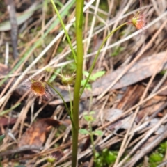 Drosera auriculata (Tall Sundew) at Acton, ACT - 29 Jul 2021 by HelenCross