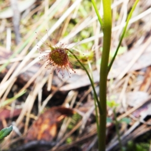 Drosera auriculata at Acton, ACT - 29 Jul 2021 02:14 PM