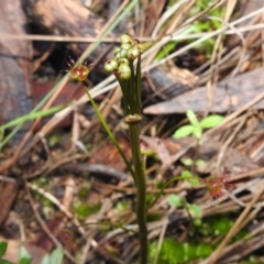 Drosera auriculata at Acton, ACT - 29 Jul 2021 02:14 PM