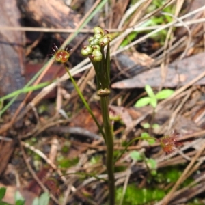 Drosera auriculata at Acton, ACT - 29 Jul 2021