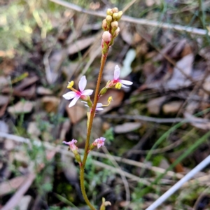 Stylidium sp. at Acton, ACT - 29 Jul 2021