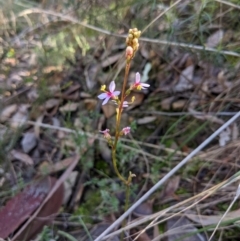 Stylidium sp. at Acton, ACT - 29 Jul 2021