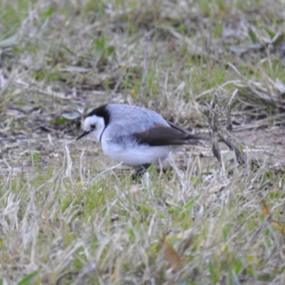 Epthianura albifrons (White-fronted Chat) at Coombs Ponds - 30 Jul 2021 by HelenCross