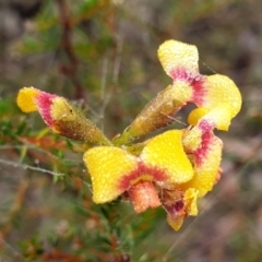 Dillwynia phylicoides (A Parrot-pea) at Holt, ACT - 18 Jul 2021 by drakes