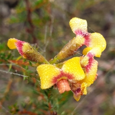 Dillwynia phylicoides (A Parrot-pea) at Holt, ACT - 18 Jul 2021 by drakes